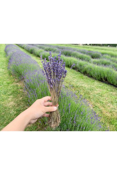 Лаванда лікарська Ізіда сухоцвіт